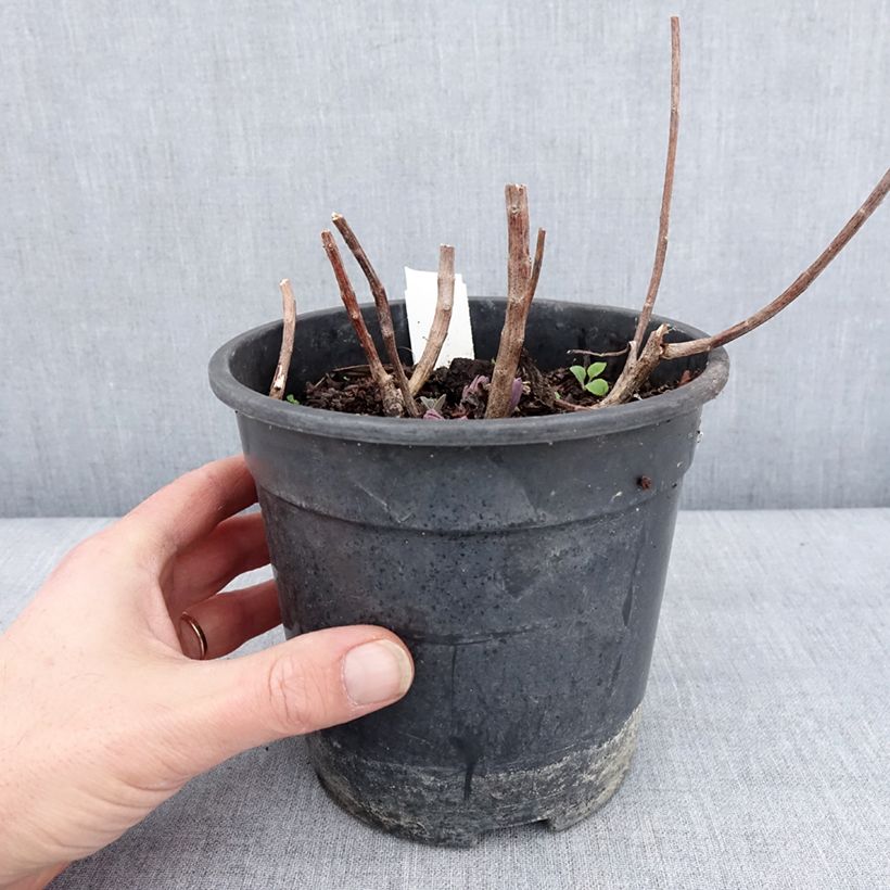 Exemplaar van Sedum Mojave Jewels Diamond - Hemelsleutel Pot van 2 l/3 l zoals geleverd in de winter