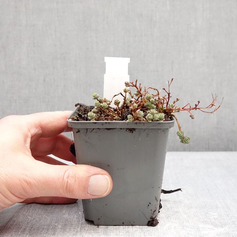 Exemplaar van Hylotelephium ewersii Roze - Hemelsleutel Kweekpotje van 8/9 cm zoals geleverd in de winter