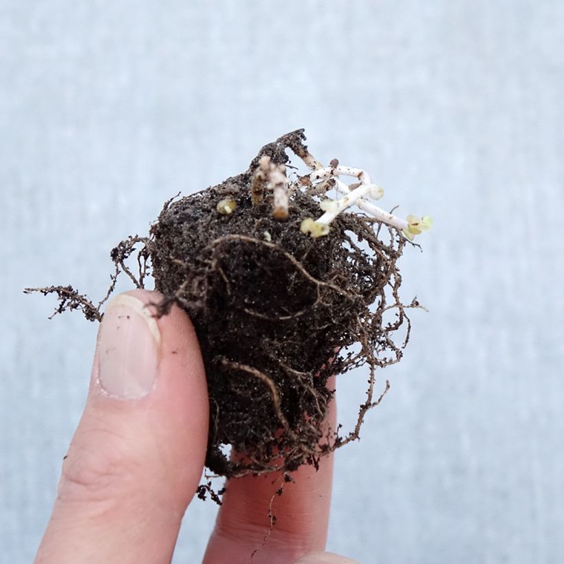 Example of Sedum Pinky - Orpin Naakte wortel as you get in hiver