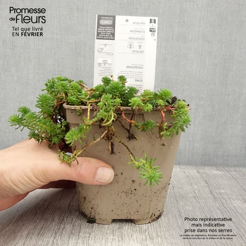 Exemplaar van Sedum pulchellum - Vetkruid Pot van 2 l/3 l zoals geleverd in de winter