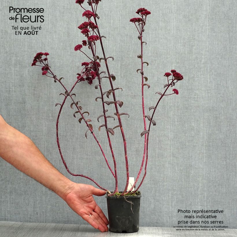 Exemplaar van Hemelsleutel Purple Emperor - Sedum Pot van 1,5 l/2 l zoals geleverd in de zomer