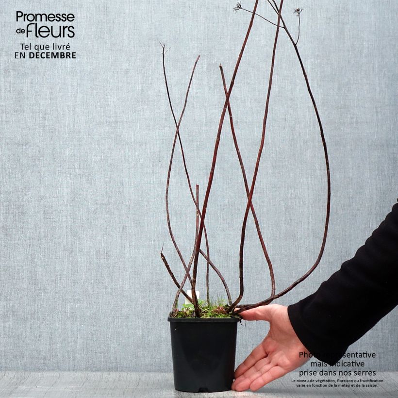 Example of Hemelsleutel Purple Emperor - Sedum Pot van 1,5 l/2 l as you get in hiver