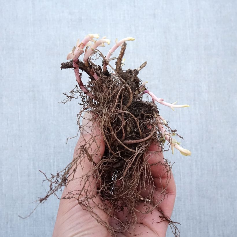 Example of Hemelsleutel Purple Emperor - Sedum Naakte wortel as you get in hiver