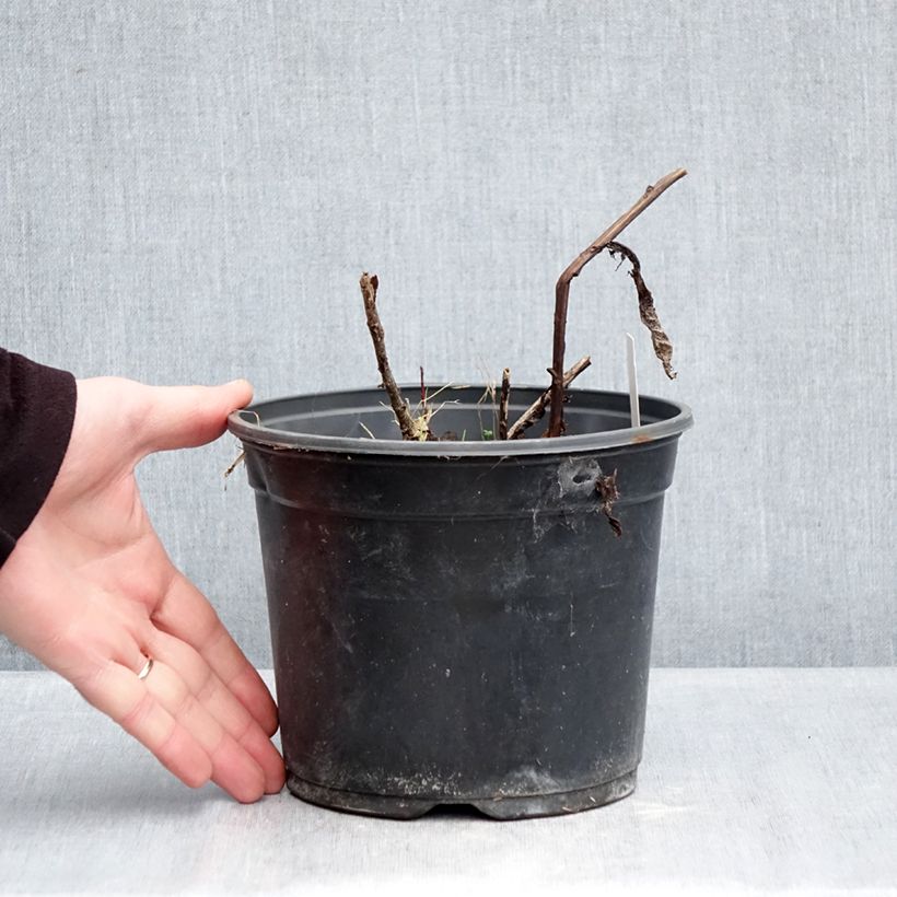 Exemplaar van Sedum Red Cauli - Hemelsleutel Pot van 2 l/3 l zoals geleverd in de winter