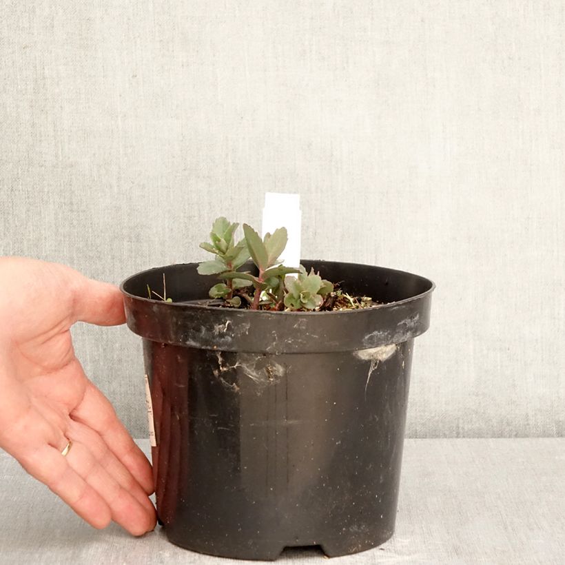 Exemplaar van Sedum Red Cauli - Hemelsleutel Pot van 2 l/3 l zoals geleverd in de lente
