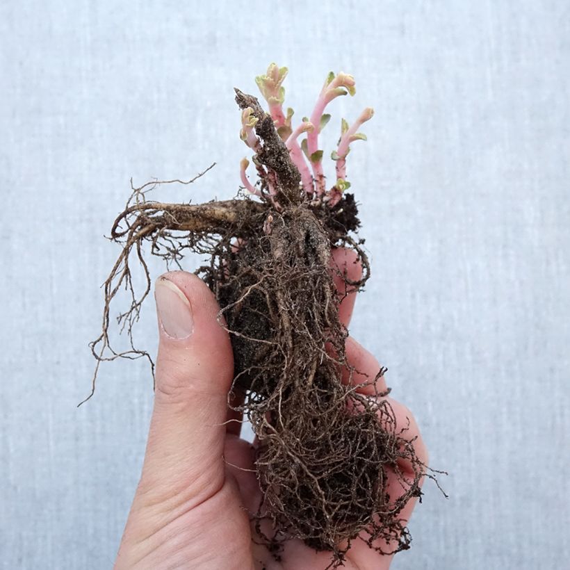 Example of Sedum Red Cauli - Hemelsleutel Naakte wortel as you get in hiver