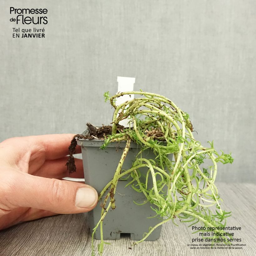 Example of Sedum reflexum Angelina - Tripmadam Kweekpotje van 8/9 cm as you get in hiver