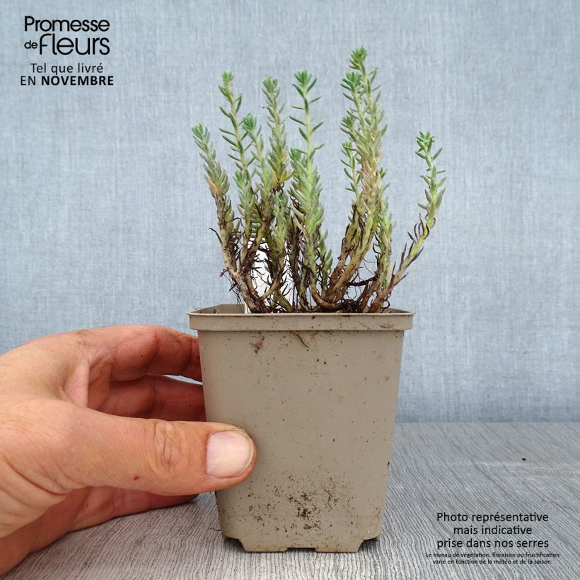Exemplaar van Sedum reflexum - Tripmadam Kweekpotje van 8/9 cm zoals geleverd in de herfst