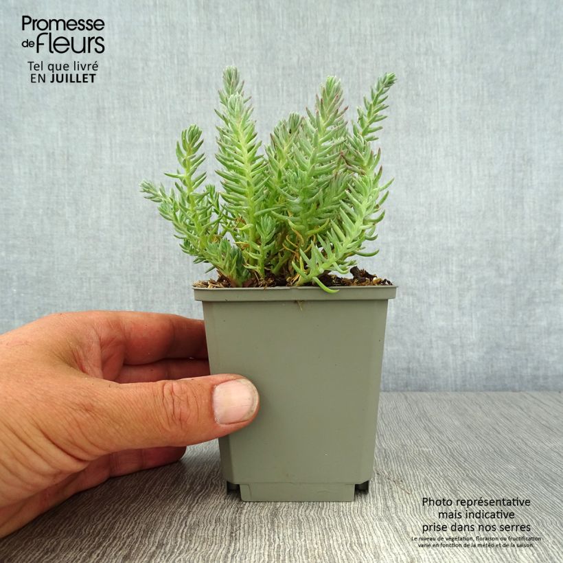 Exemplaar van Sedum reflexum - Tripmadam Kweekpotje van 8/9 cm zoals geleverd in de zomer
