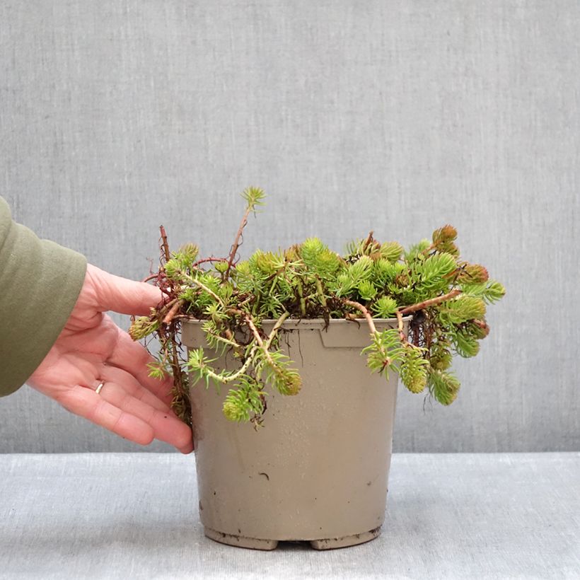 Example of Sedum reflexum Yellow Cushion - Orpin réfléchi Pot van 3 l/4 l as you get in hiver