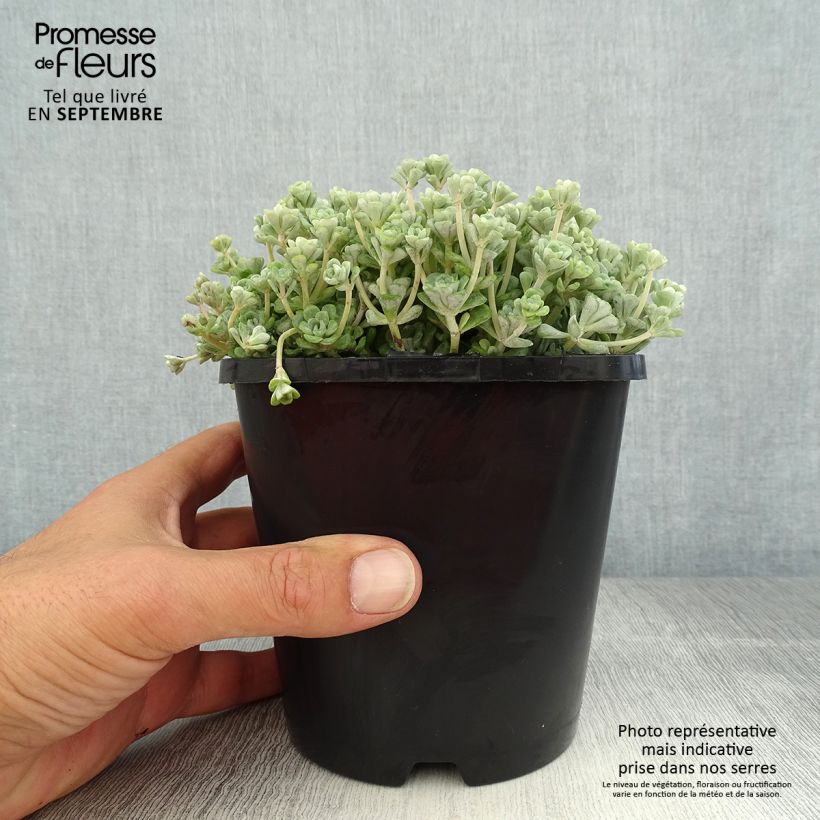 Exemplaar van Sedum spathulifolium Cape Blanco - Vetkruid Pot van 1,5 l/2 l zoals geleverd in de zomer