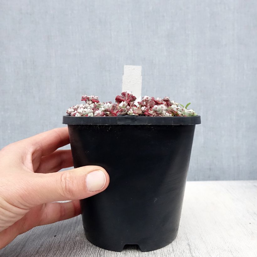 Exemplaar van Sedum spathulifolium Cape Blanco - Vetkruid Pot van 1,5 l/2 l zoals geleverd in de lente