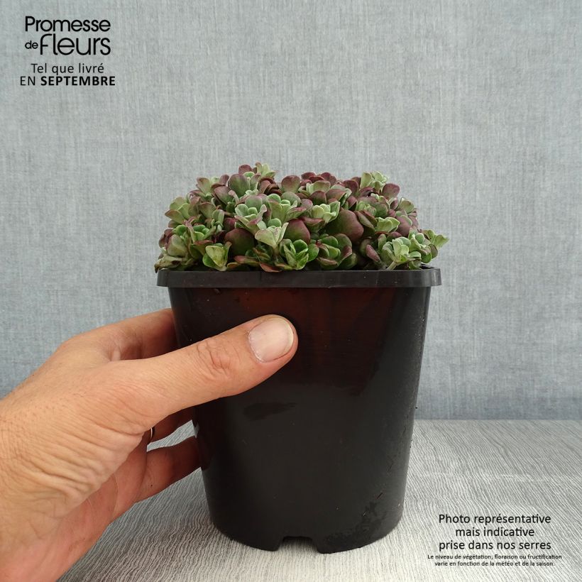 Exemplaar van Sedum spathulifolium Purpureum - Vetkruid Pot van 2 l/3 l zoals geleverd in de zomer