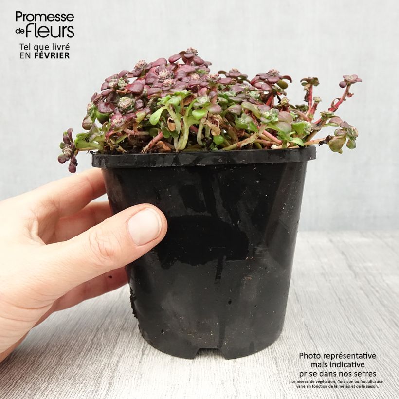 Example of Sedum spathulifolium Purpureum - Orpin Pot van 2 l/3 l as you get in hiver