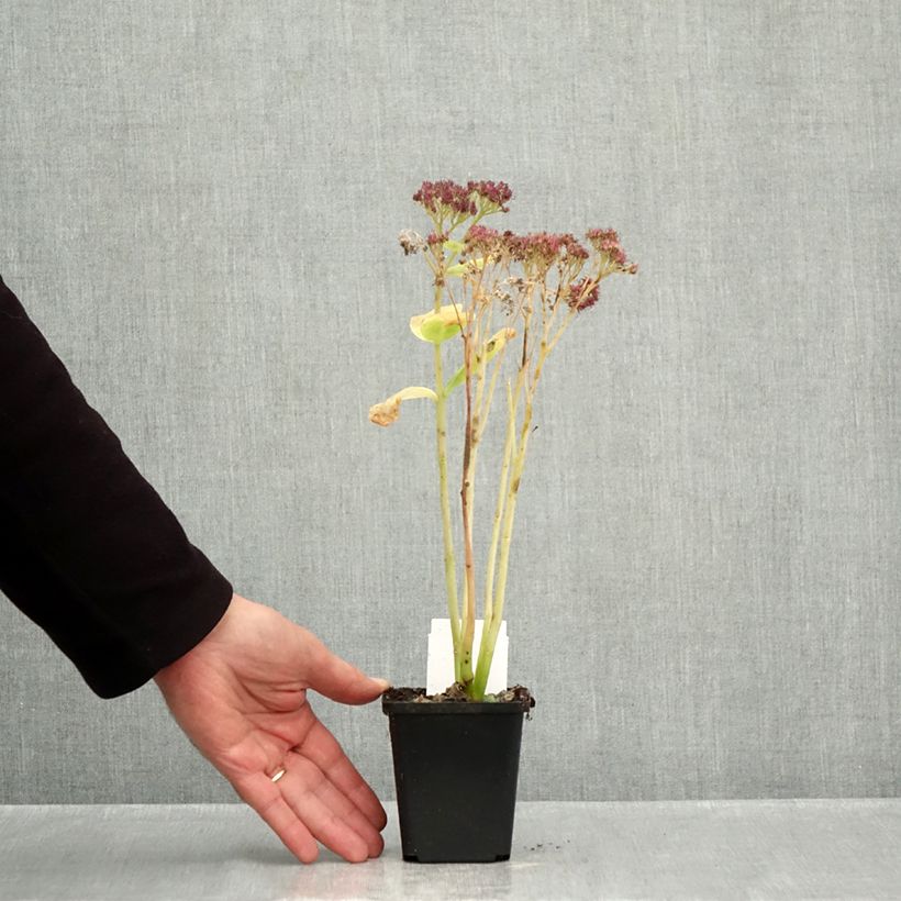 Exemplaar van Sedum spectabile Brilliant - Hemelsleutel Kweekpotje van 8/9 cm zoals geleverd in de herfst