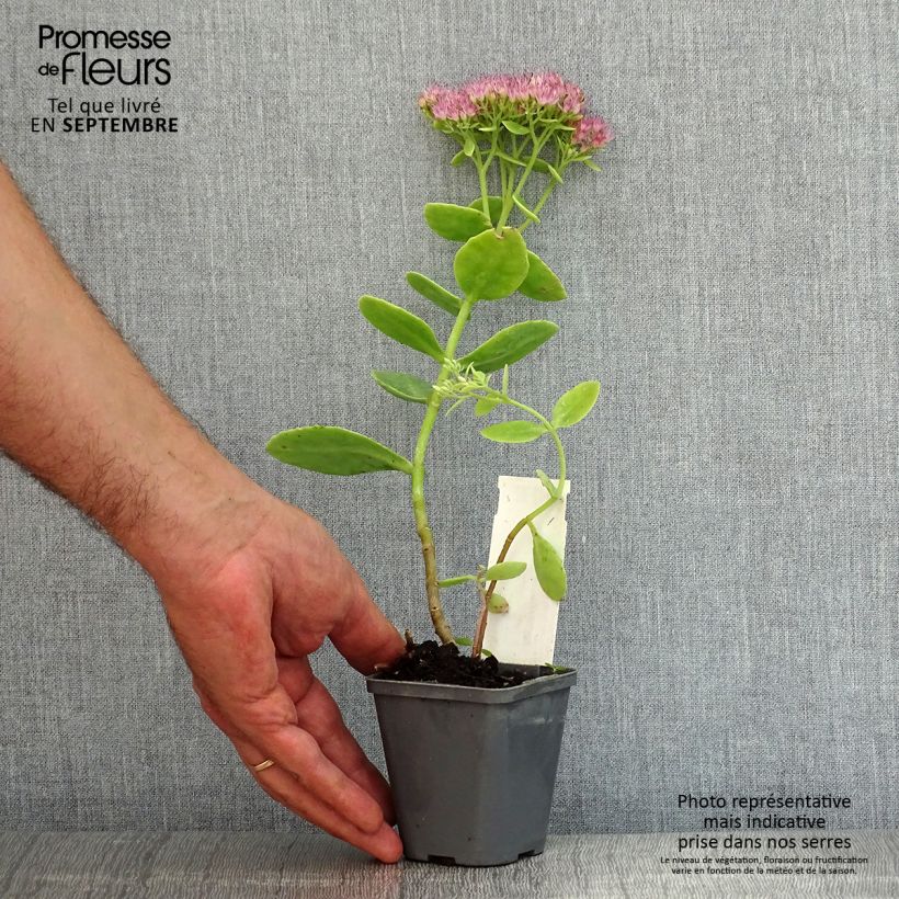 Exemplaar van Sedum spectabile Brilliant - Hemelsleutel Kweekpotje van 8/9 cm zoals geleverd in de zomer