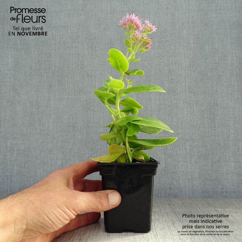 Exemplaar van Sedum spectabile Carmen - Hemelsleutel Kweekpotje van 7/8 cm zoals geleverd in de herfst