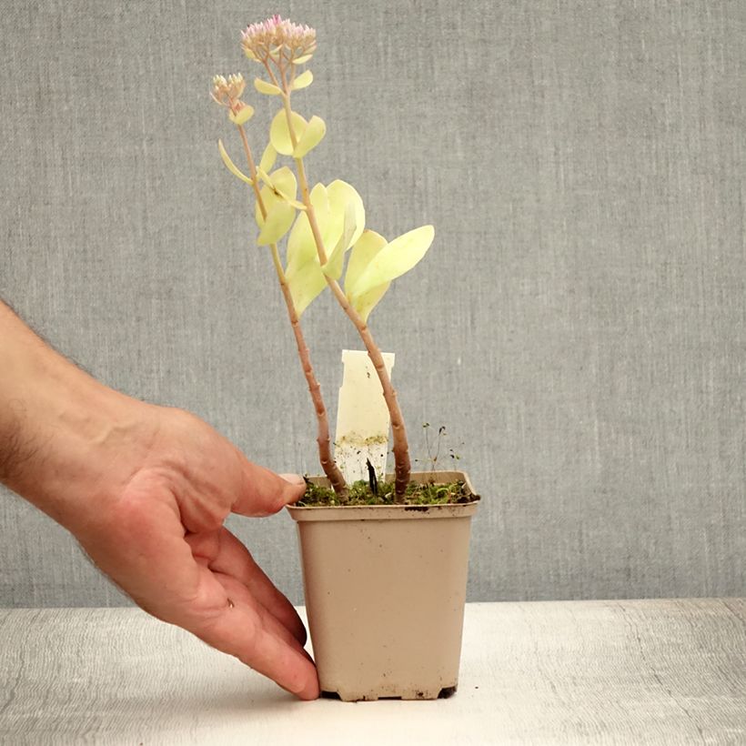 Exemplaar van Sedum spectabile Meteor - Hemelsleutel Kweekpotje van 8/9 cm zoals geleverd in de zomer