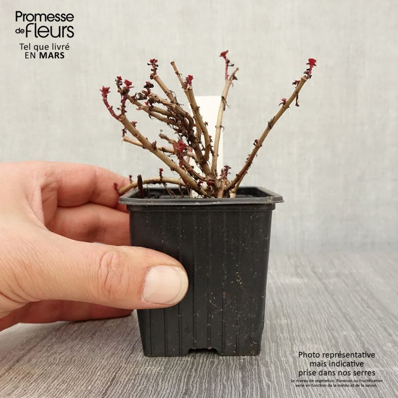 Exemplaar van Sedum spurium Dragon Blood - Roze vetkruid Kweekpotje van 8/9 cm zoals geleverd in de lente