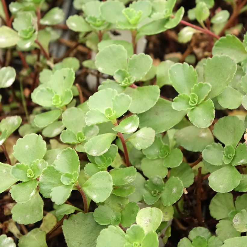 Sedum spurium Dragon Blood - Roze vetkruid (Blad)