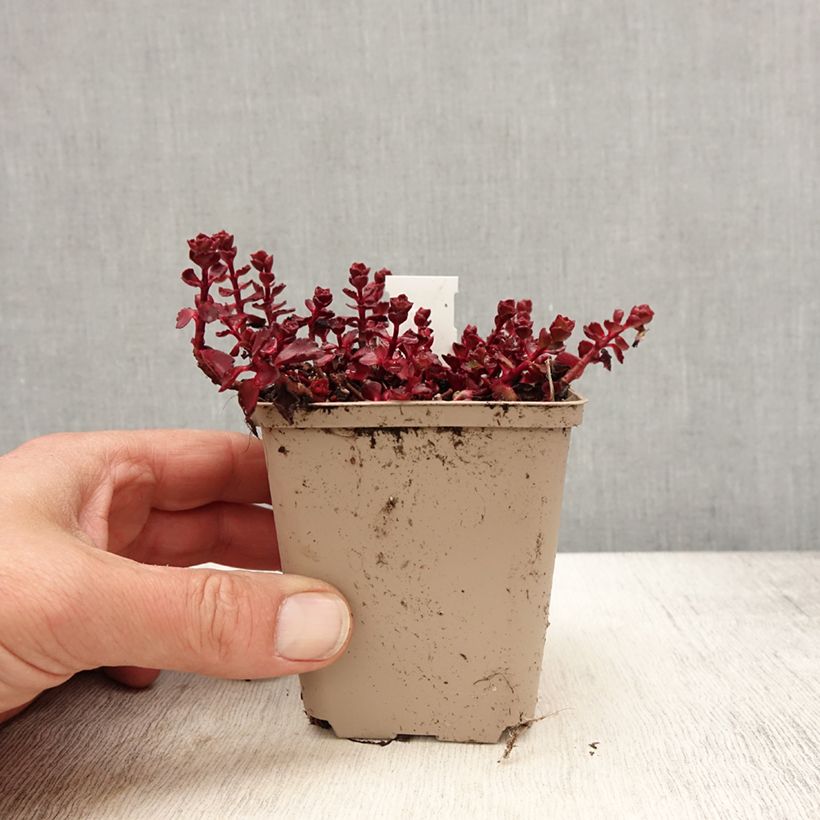 Exemplaar van Sedum spurium Fuldaglut - Roze vetkruid Kweekpotje van 8/9 cm zoals geleverd in de lente