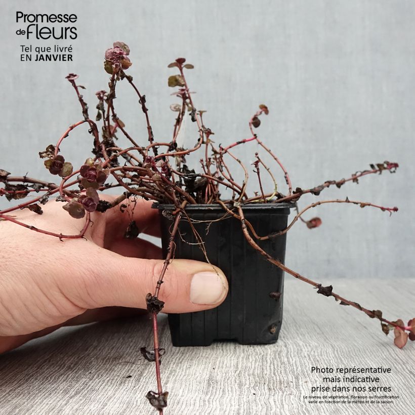 Example of Sedum spurium Woodoo - Roze vetkruid Kweekpotje van 8/9 cm as you get in hiver