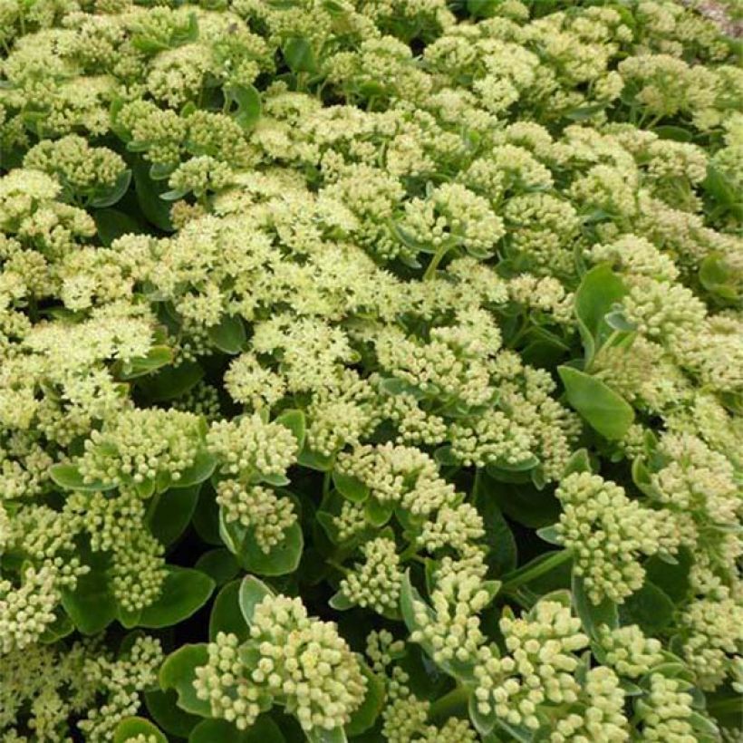 Sedum Sunkissed - Hemelsleutel (Flowering)