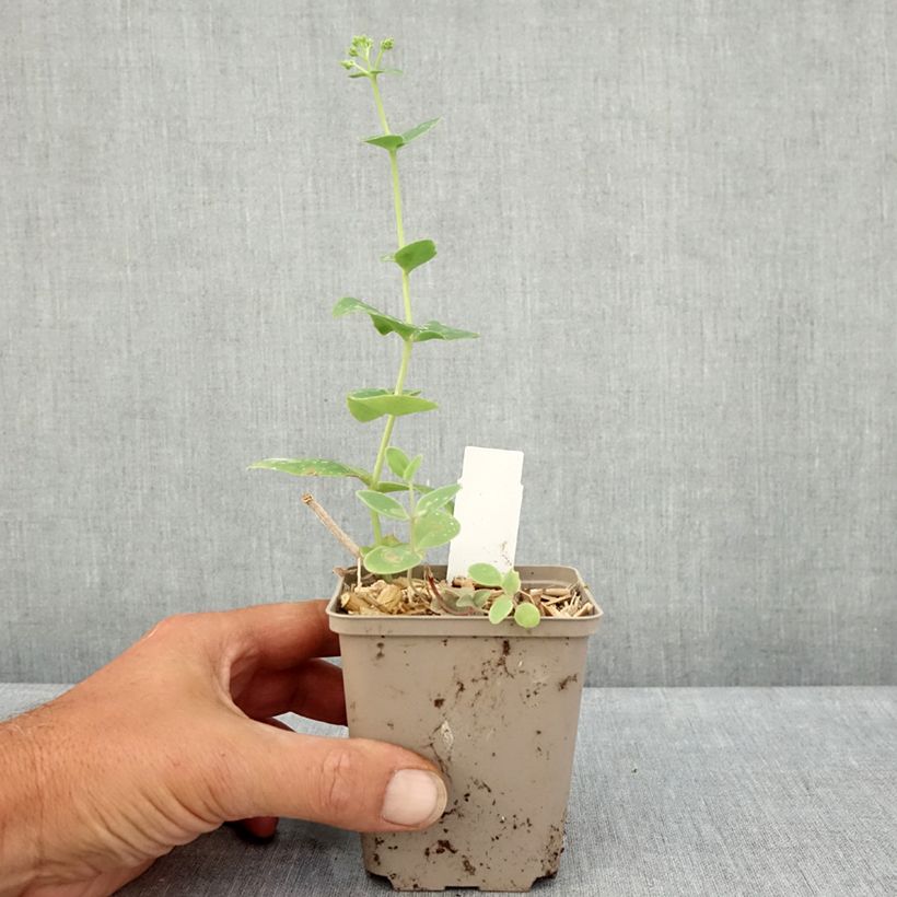 Exemplaar van Sedum Sunkissed - Hemelsleutel Kweekpotje van 8/9 cm zoals geleverd in de zomer