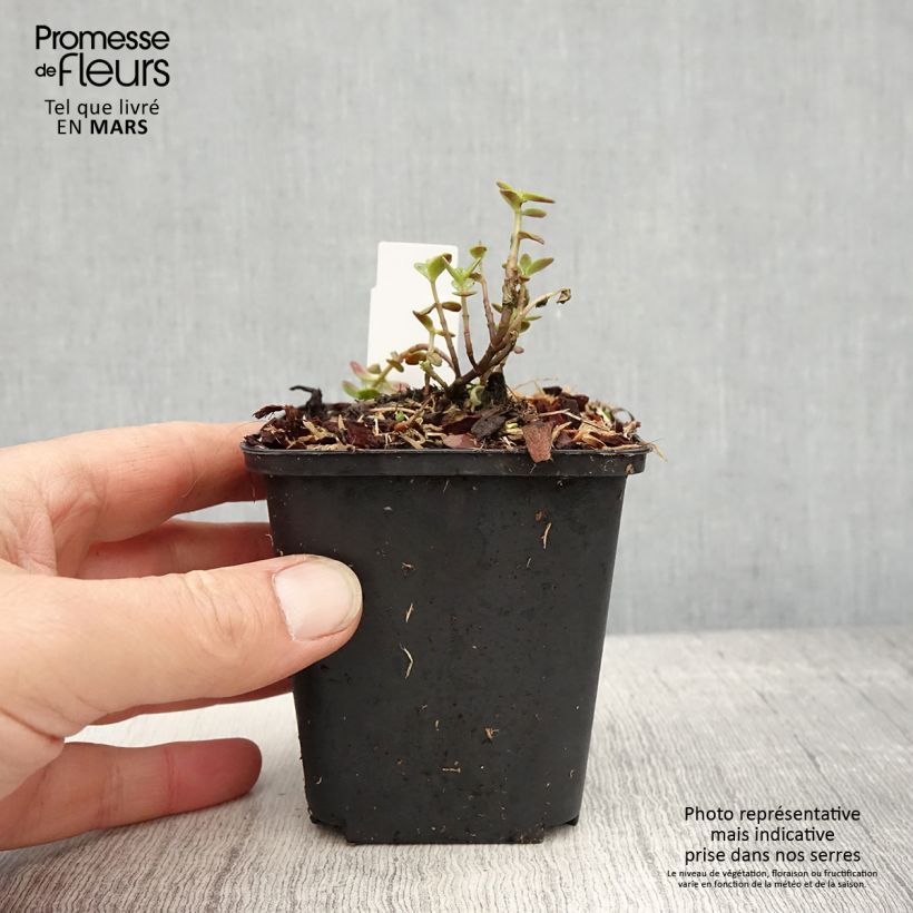 Exemplaar van Sedum Sunsparkler Blue Pearl - Hemelsleutel Kweekpotje van 8/9 cm zoals geleverd in de lente