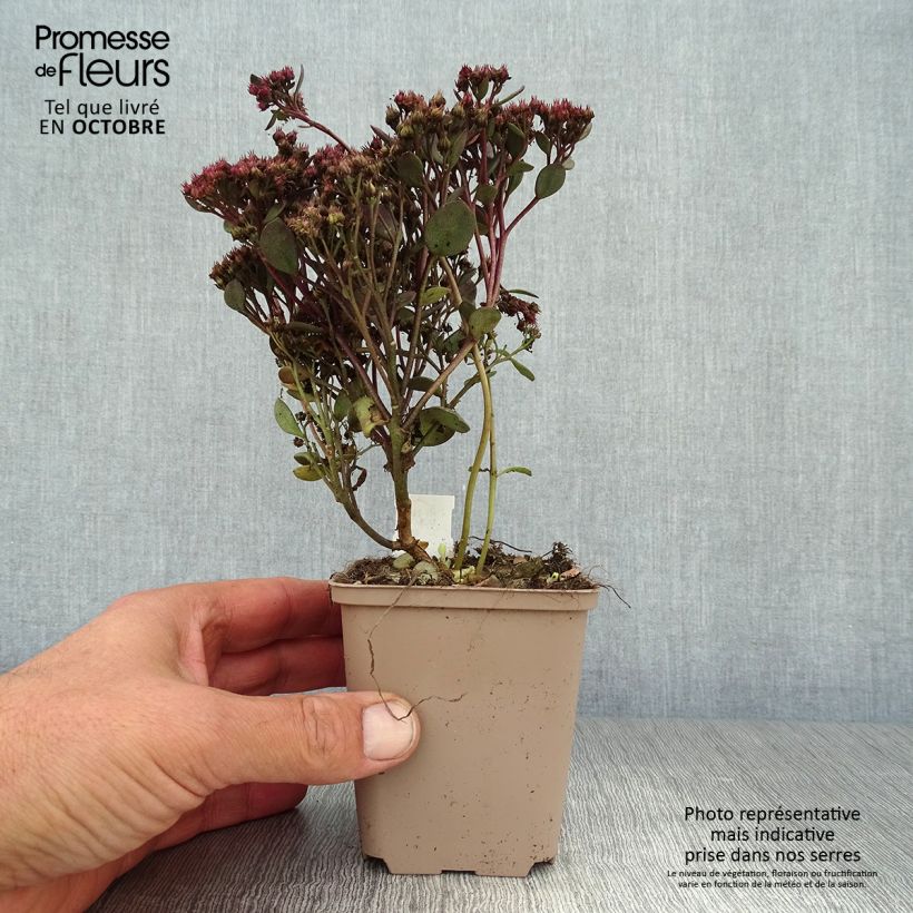 Exemplaar van Sedum Sunsparkler Dazzleberry - Hemelsleutel Kweekpotje van 8/9 cm zoals geleverd in de herfst