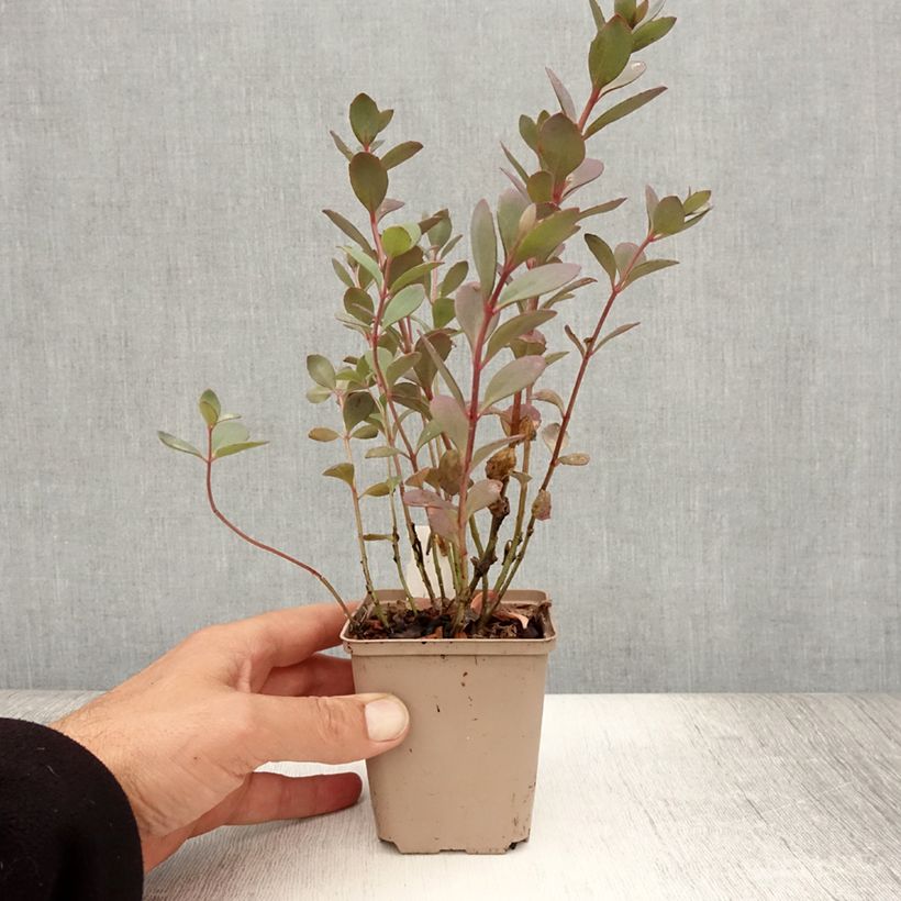 Exemplaar van Sedum Sunsparkler Plum Dazzled - Hemelsleutel Kweekpotje van 8/9 cm zoals geleverd in de zomer