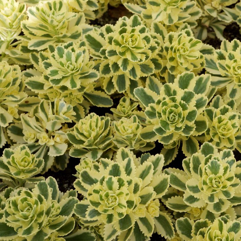 Sedum takesimense Atlantis - Orpin bont (Foliage)