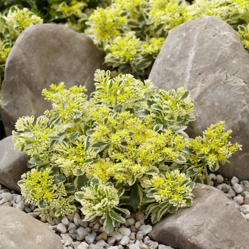 Sedum takesimense Atlantis - Orpin bont (Plant habit)