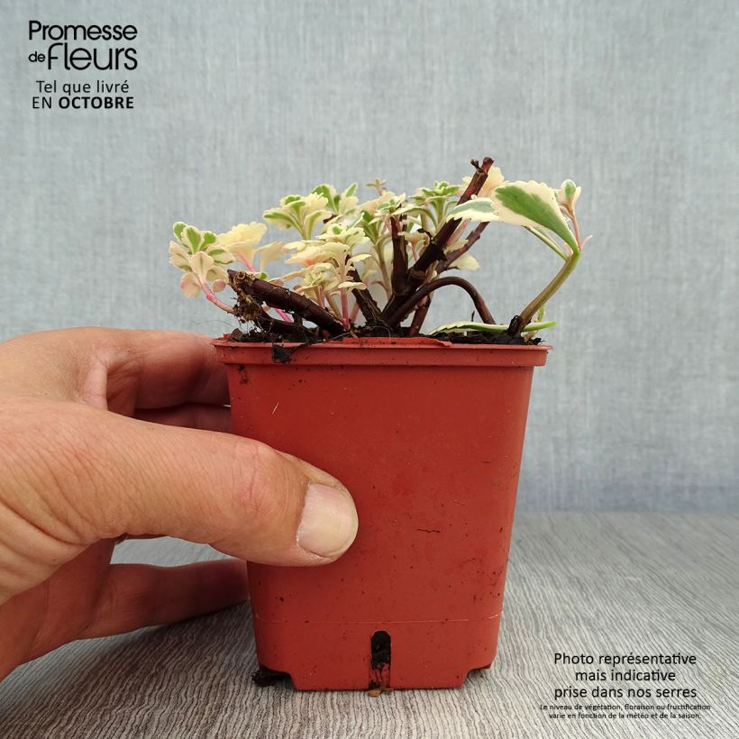 Exemplaar van Sedum takesimense Atlantis - Orpin bont Kweekpotje van 8/9 cm zoals geleverd in de herfst