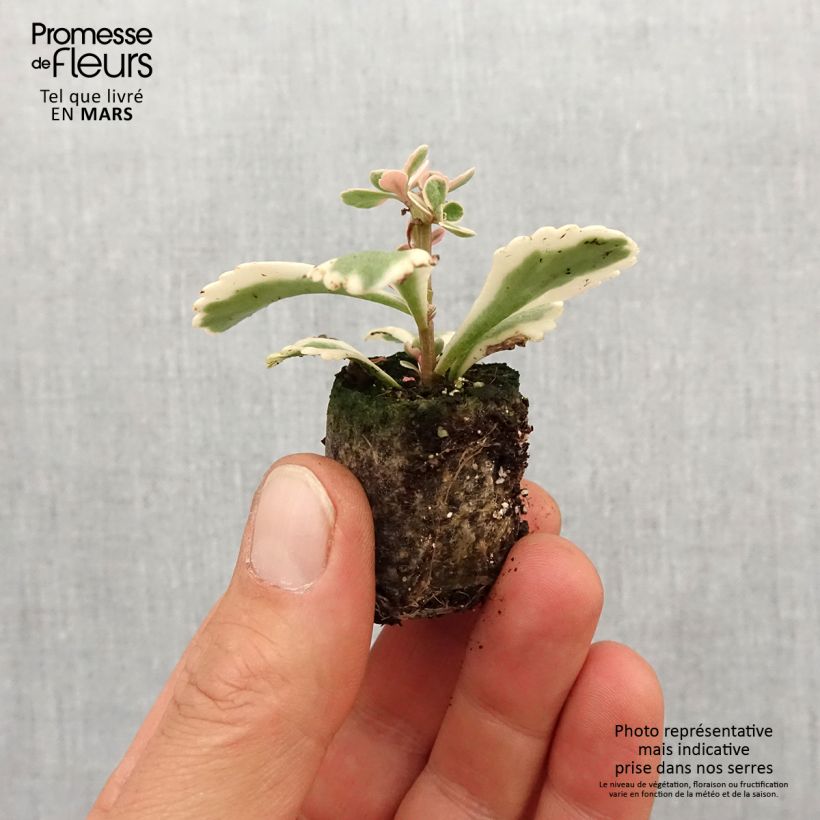 Example of Sedum takesimense Atlantis - Orpin bont Mini-mot Ø 3/4 cm as you get in printemps