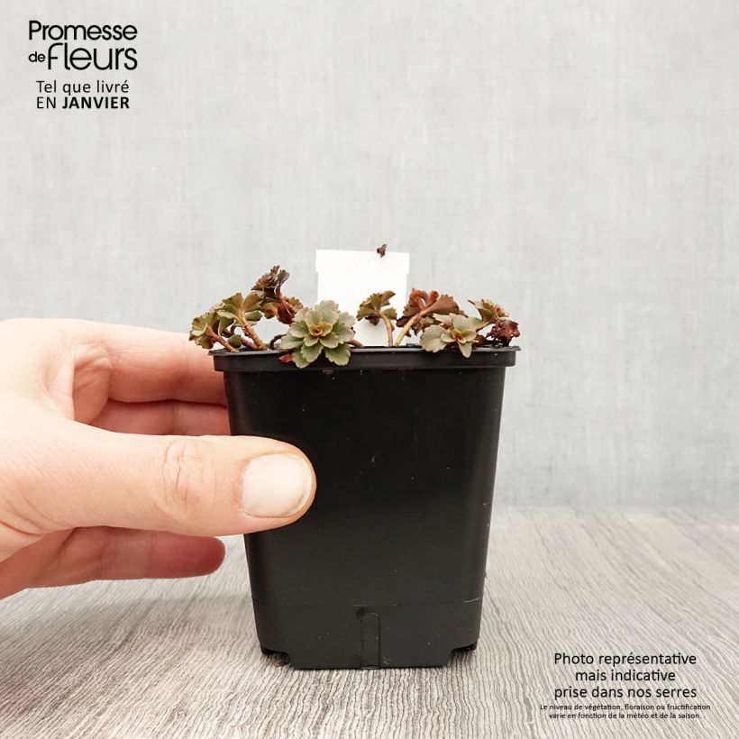 Example of Sedum Weihenstephaner Gold - Orpin jaune Kweekpotje van 8/9 cm as you get in hiver