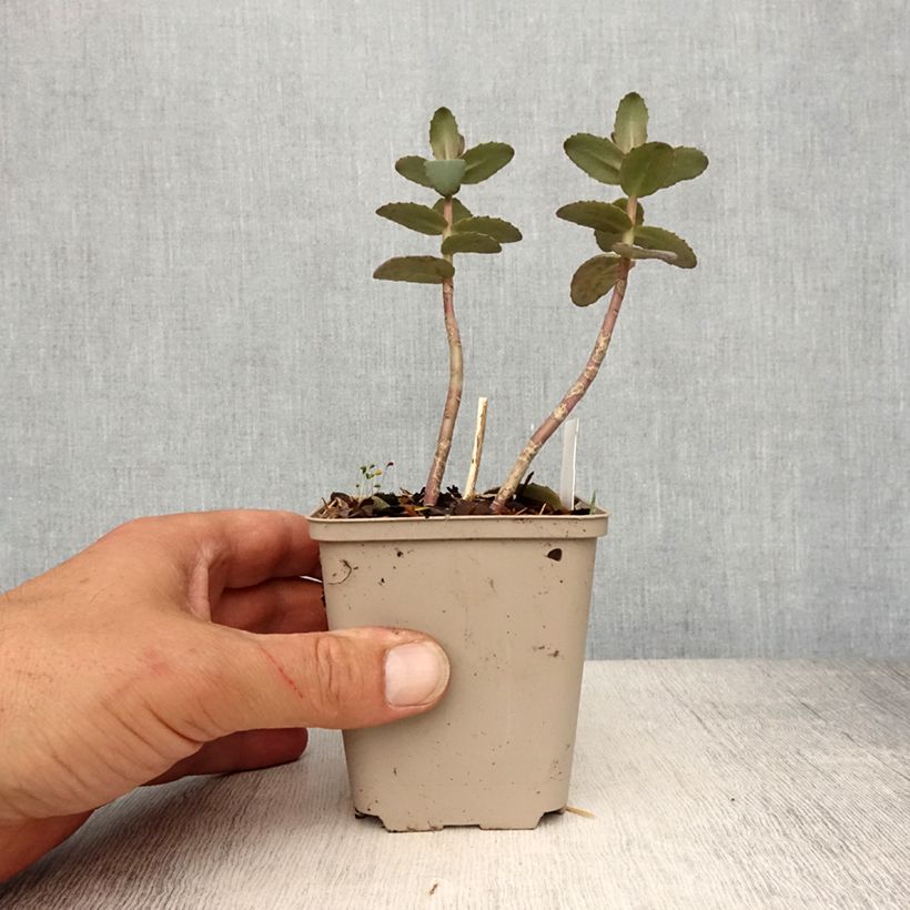 Exemplaar van Sedum spectabile Yellow Xenox - Hemelsleutel Kweekpotje van 8/9 cm zoals geleverd in de lente