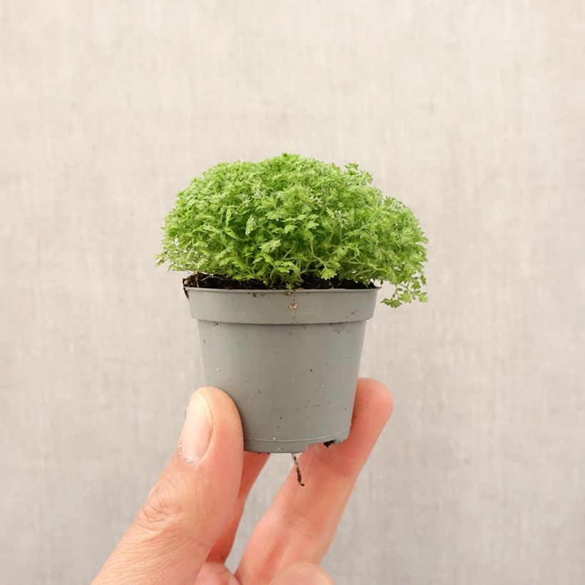 Example of Selaginella apoda - Mosvaren Mini-plante as you get in printemps