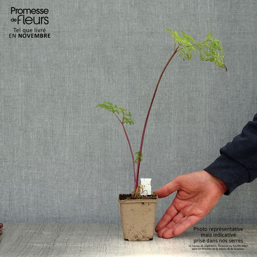 Exemplaar van Selinum wallichianum - Karwijselie Kweekpotje van 8/9 cm zoals geleverd in de herfst