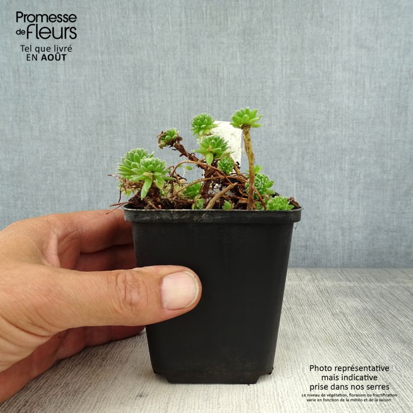 Exemplaar van Sempervivum arachnoideum - Spinnenwebhuislook Kweekpotje van 8/9 cm zoals geleverd in de zomer