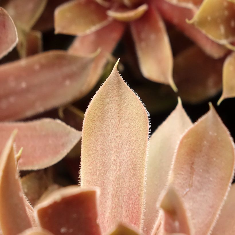 Sempervivum Ruby Star - Huislook (Blad)
