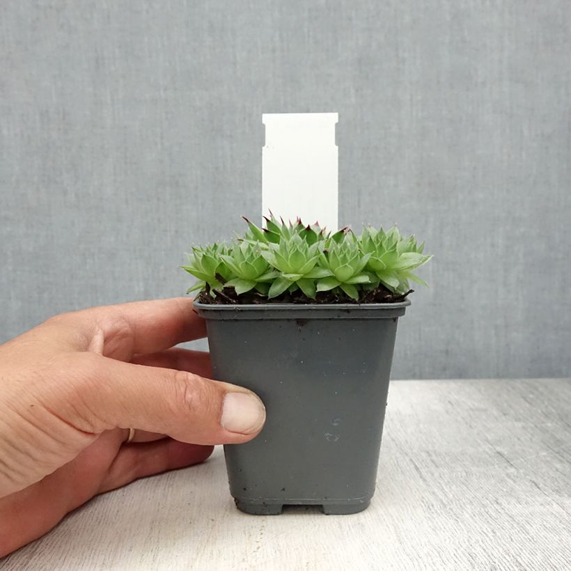 Exemplaar van Sempervivum calcareum - Huislook Kweekpotje van 8/9 cm zoals geleverd in de zomer