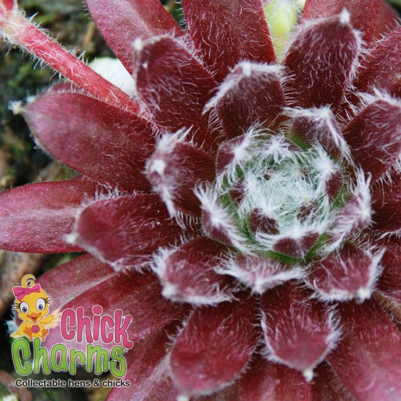 Sempervivum Chick Charms Cosmic Candy - Huislook (Foliage)