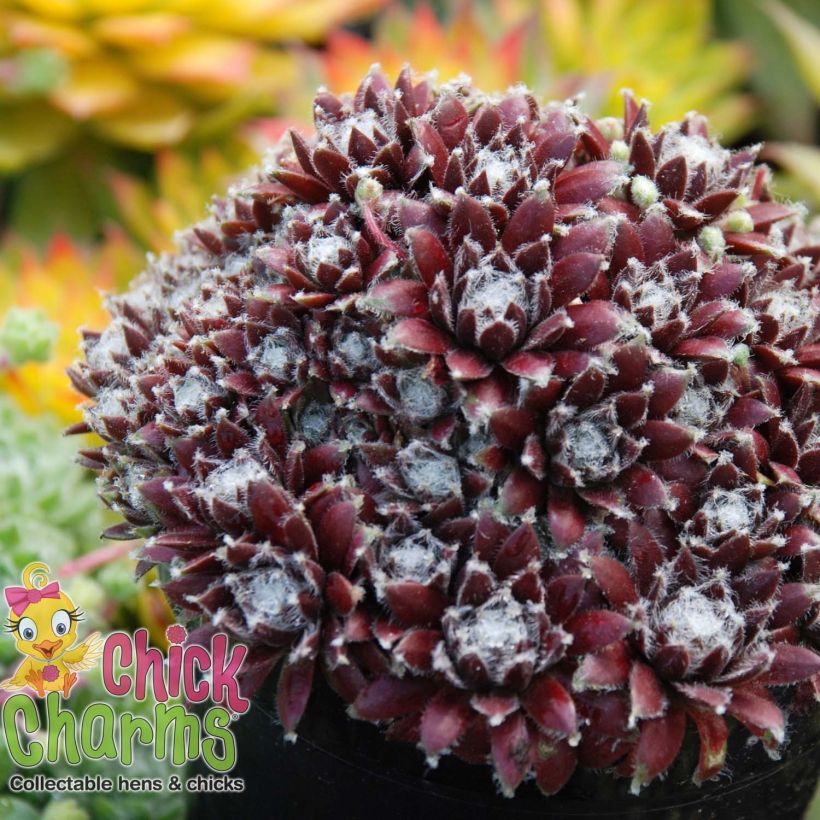 Sempervivum Chick Charms Cosmic Candy - Huislook (Plant habit)