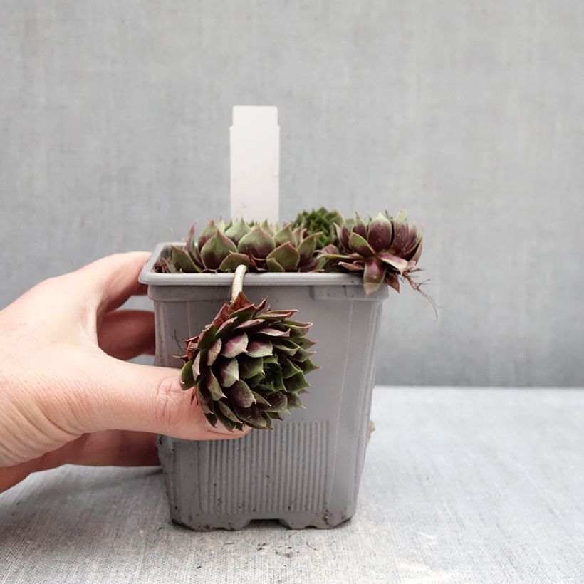 Example of Sempervivum Chick Charms Giant Emerald Explosion - Joubarbe Pot van 1 l/1,5 l as you get in hiver