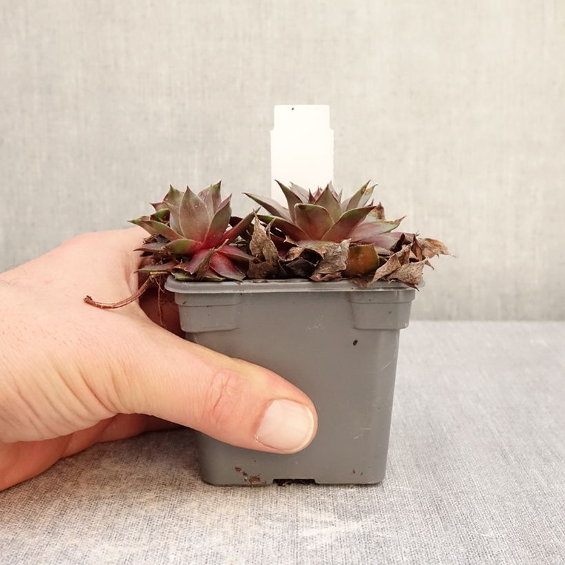 Exemplaar van Sempervivum Chick Charms Grape Galaxy - Huislook Kweekpotje van 8/9 cm zoals geleverd in de winter