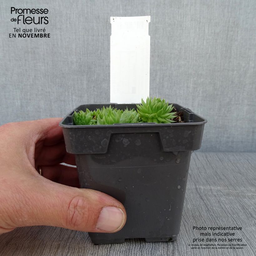 Exemplaar van Sempervivum Chick Charms Key Lime Kiss - Joubarbe Pot de 10 cm/11cm zoals geleverd in de herfst