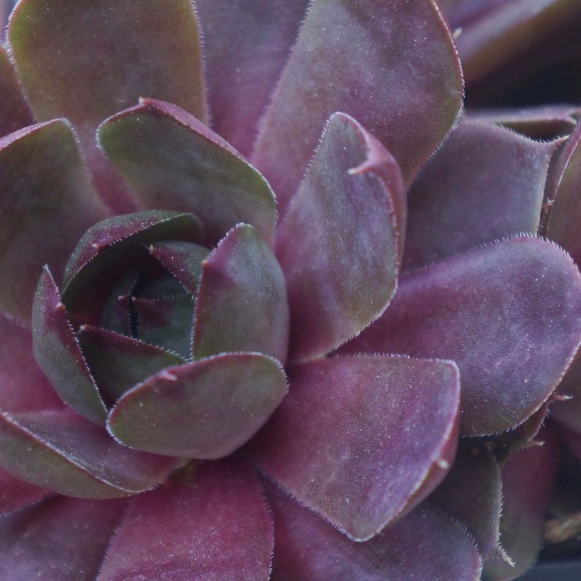 Sempervivum Chick Charms Plum Perfect - Huislook (Foliage)