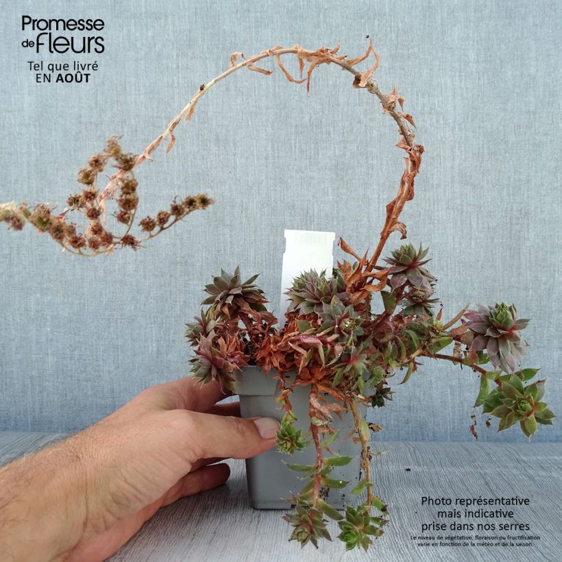 Exemplaar van Sempervivum Chick Charms Plum Perfect - Huislook Pot van 10 cm/11 cm zoals geleverd in de zomer