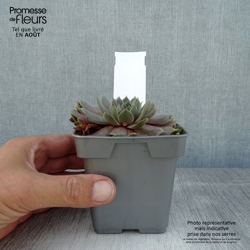 Exemplaar van Sempervivum Chick Charms Berry Blues - Huislook Pot van 10 cm/11 cm zoals geleverd in de zomer
